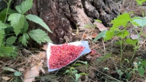 В Алматы завершается осенний этап дератизации