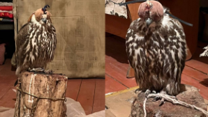 Полиция спасла диких птиц от браконьеров в области Жетысу