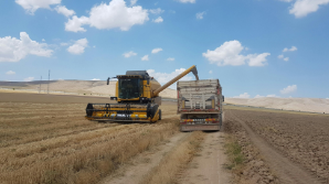 Казахстан экспортировал 1,6 млн тонн зерна нового урожая