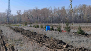 В Семее открылся лесной питомник