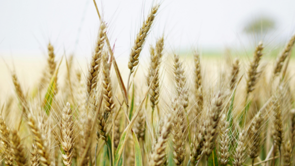 В Акмолинской области собран рекордный урожай зерна — 7,6 млн тонн