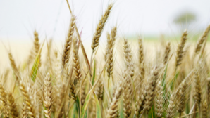 В Акмолинской области собран рекордный урожай зерна — 7,6 млн тонн