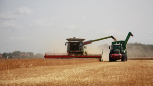 Около 27 млн тонн зерновых намолочено в Казахстане