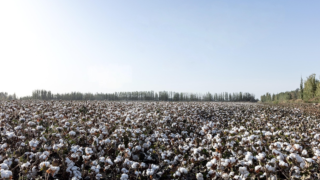 В Казахстане завершается уборка урожая хлопчатника