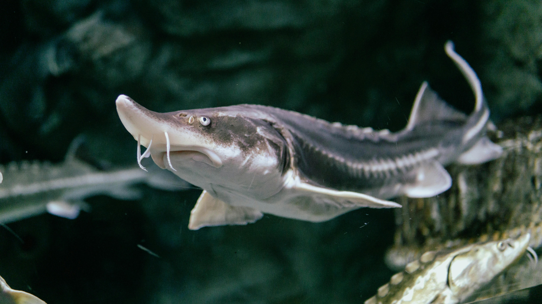 «Костанайский осетр» готов увеличить производственную мощность в 2 раза