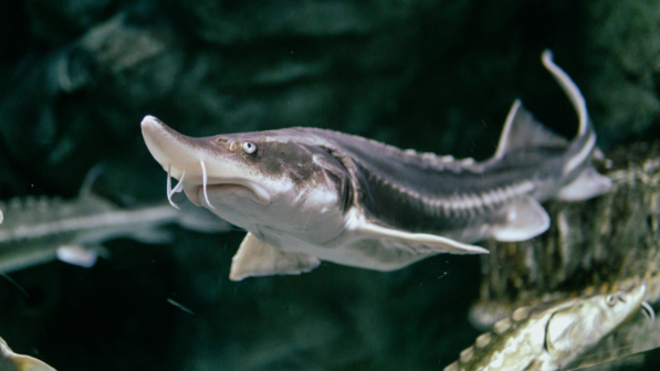 «Костанайский осетр» готов увеличить производственную мощность в 2 раза