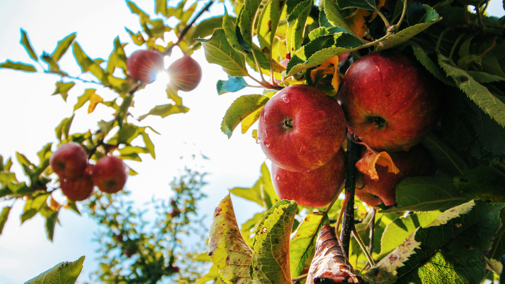 В Алматинской области возрождают знаменитый Апорт