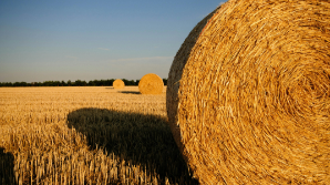 В Казахстане заготовлено 38 млн тонн кормов