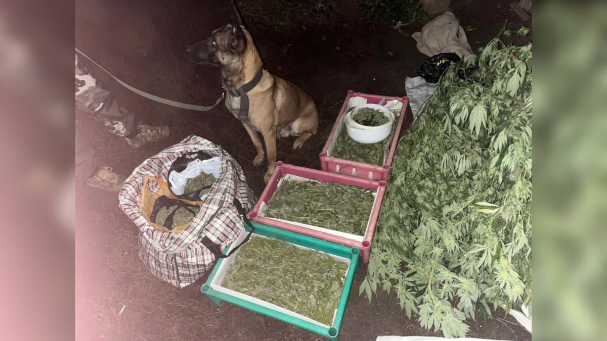 Более 12 кг наркотиков изъяли полицейские в ЗКО