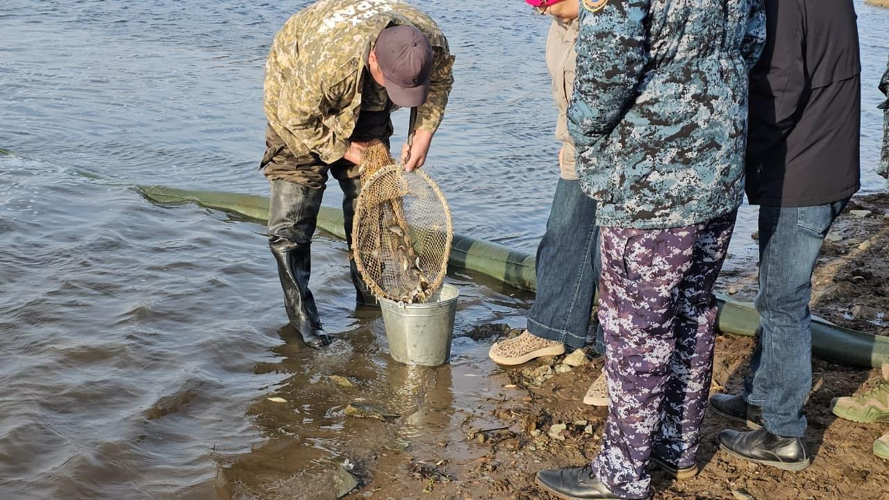 В Акмолинской области проведено зарыбление реки Селеты