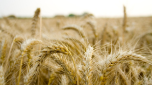 Экспорт зерна нового урожая составил 2 млн тонн