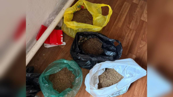 Крупную партию марихуаны изъяли полицейские в Акмолинской области