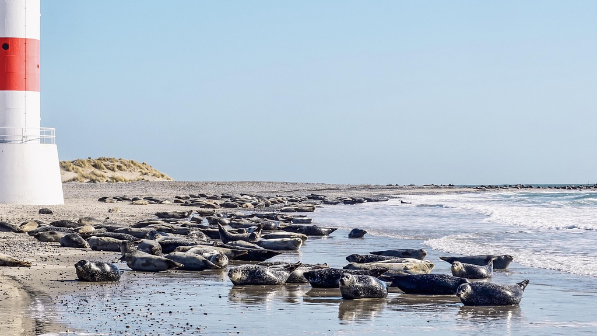 На побережье Каспийского моря обнаружены туши мертвых тюленей