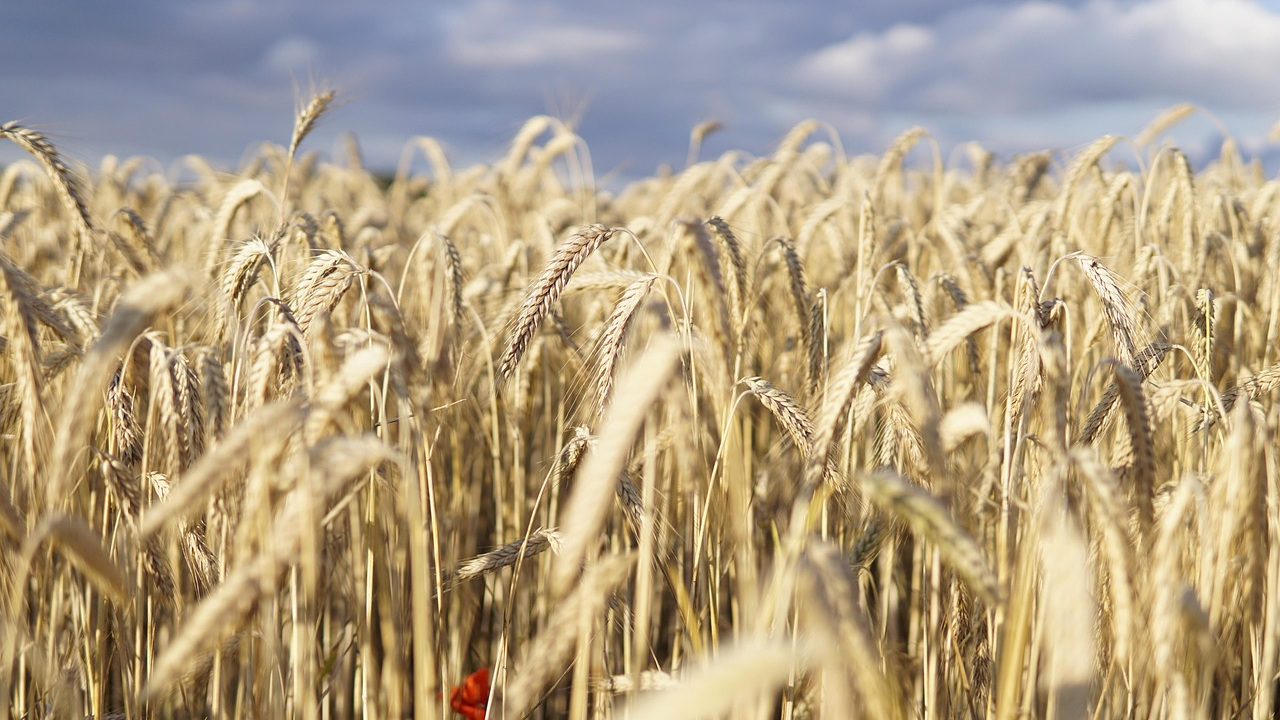 Казахстан отправил первую партию продовольственной пшеницы в Армению