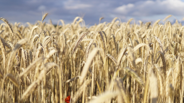 Казахстан отправил первую партию продовольственной пшеницы в Армению