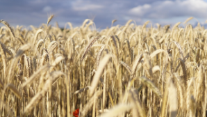 Казахстан отправил первую партию продовольственной пшеницы в Армению