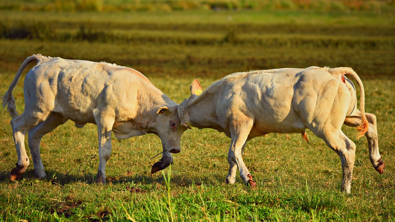 Продлен запрет на вывоз бычков КРС из Казахстана