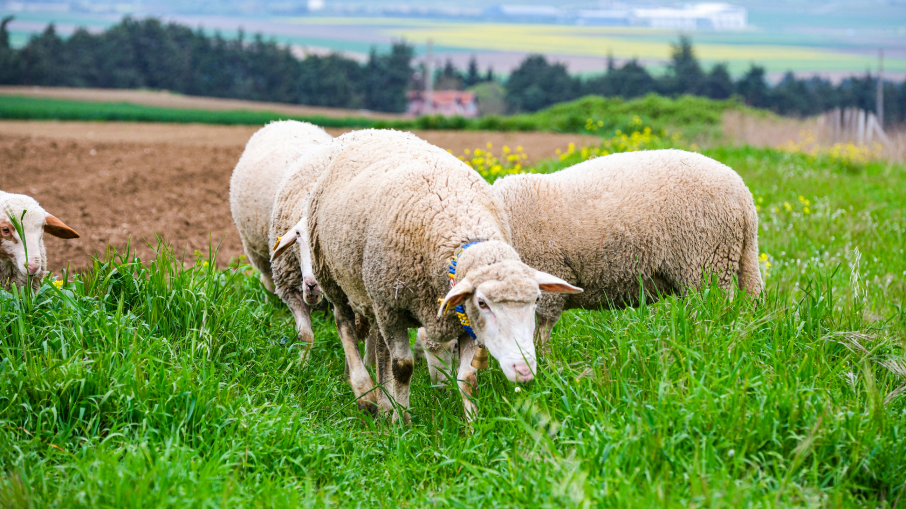 В Казахстане вводятся количественные ограничения (квоты) на баранчиков МРС 