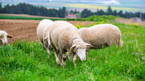 В Казахстане вводятся количественные ограничения (квоты) на баранчиков МРС 