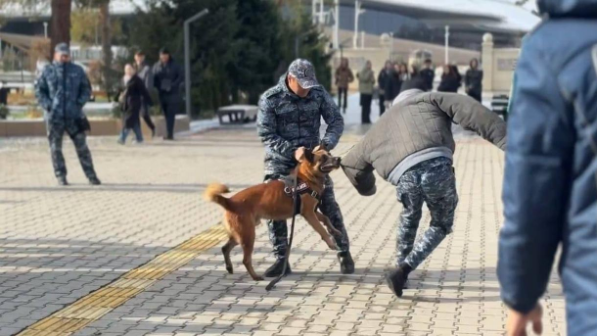 Собака-полицейский покорила студентов в области Жетысу