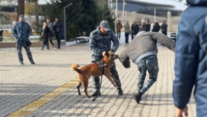 Собака-полицейский покорила студентов в области Жетысу