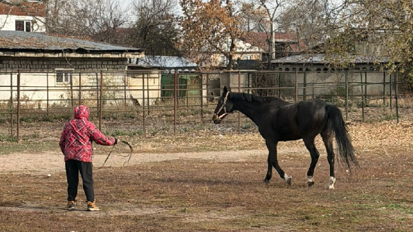 В Алматы решен вопрос размещения лошадей на зимний период