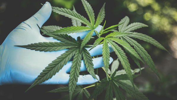 В Казахстане изъято 27 тонн наркотиков