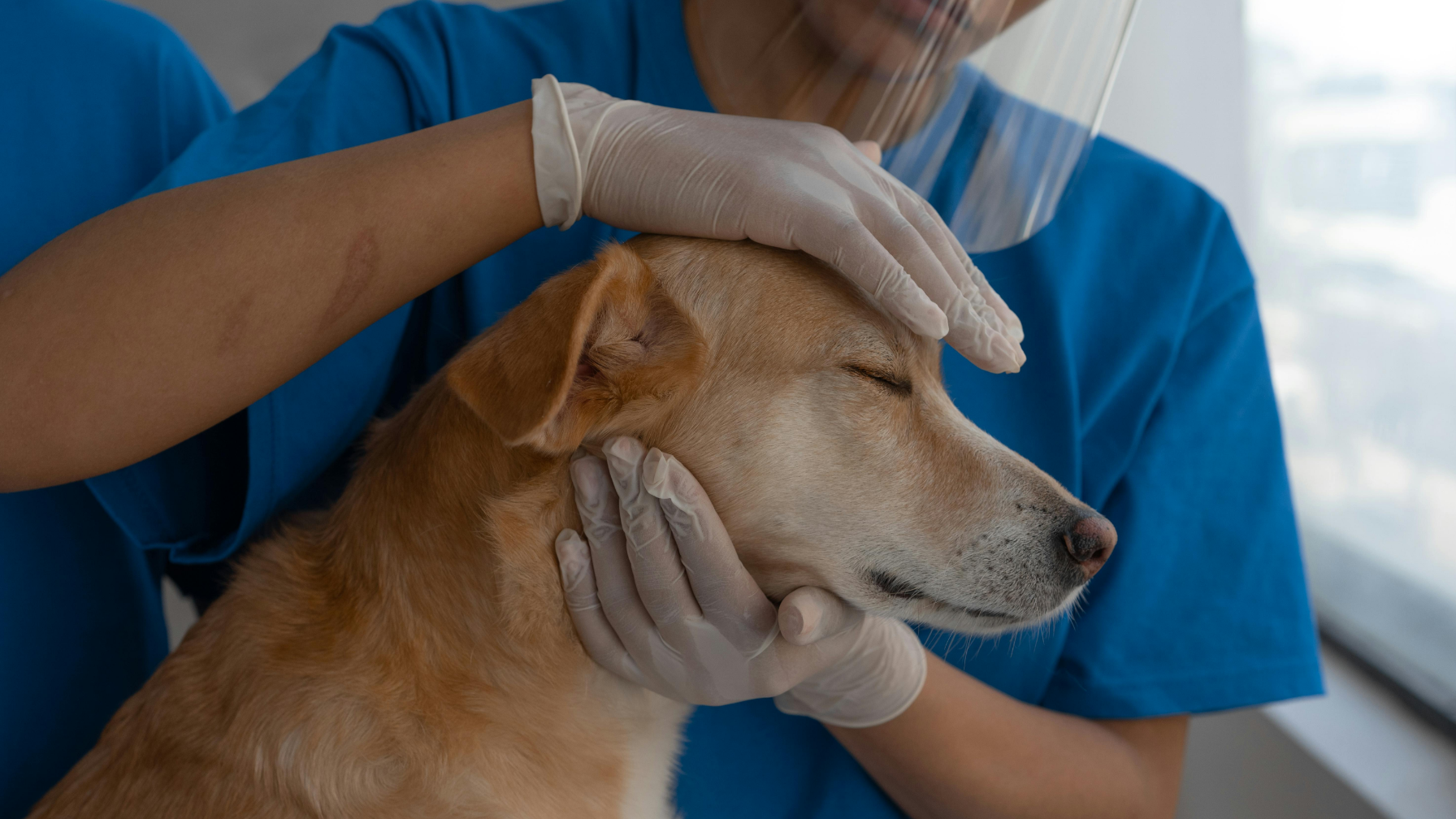 В СКО выявлены грубые нарушения в сфере ветеринарной безопасности