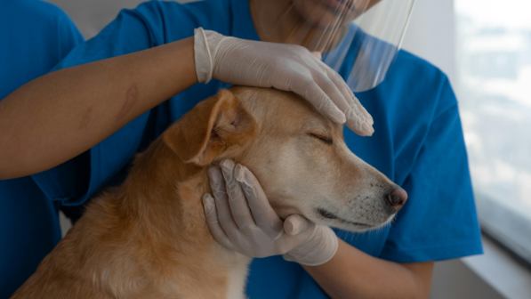 В СКО выявлены грубые нарушения в сфере ветеринарной безопасности