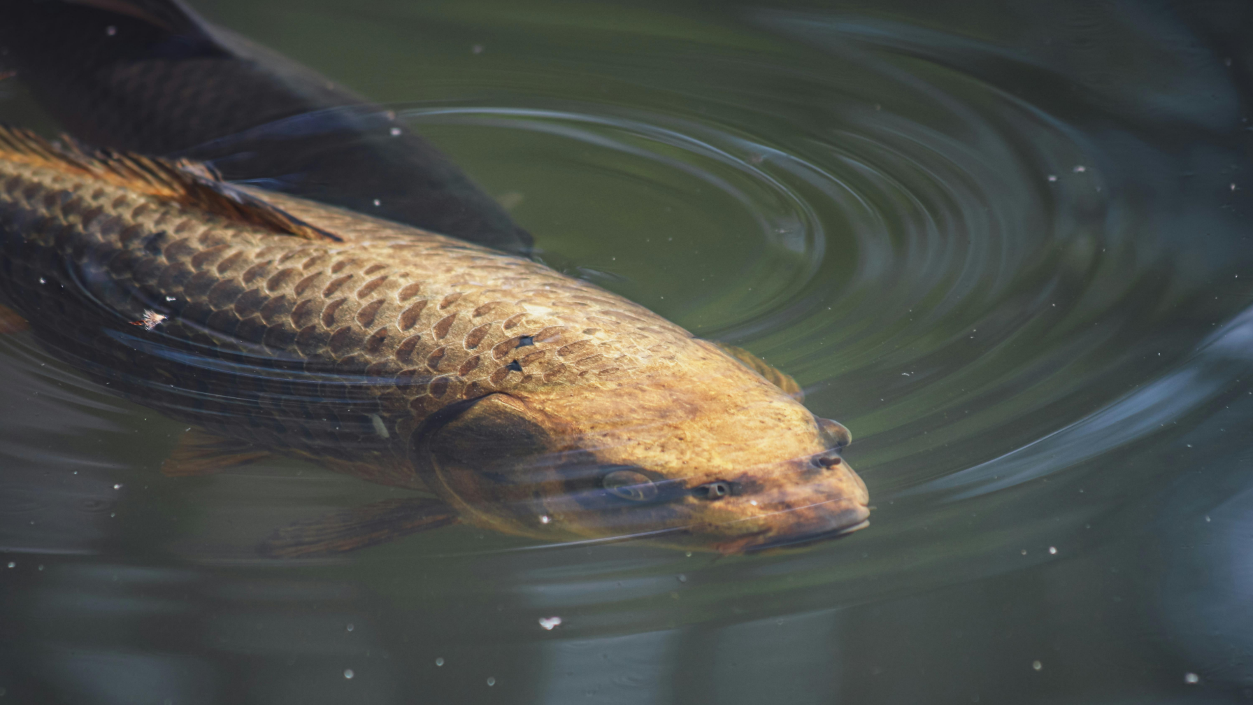 В реки Казахстана выпущено более 21,5 млн молоди рыб