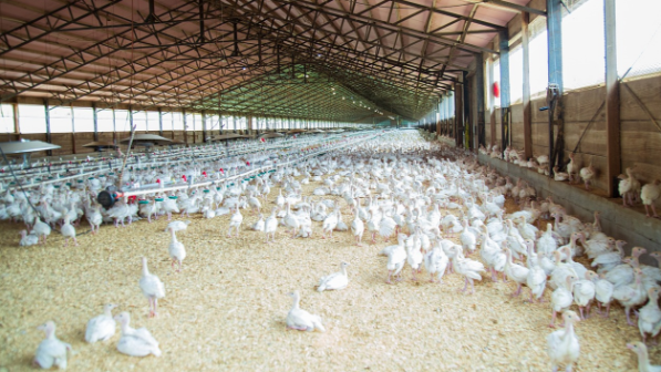 Казахстанские птицефабрики произвели свыше 360 тысяч тонн мяса