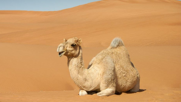 В Мангистауской области открыт высокотехнологичный цех по переработке верблюжьего молока