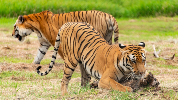 Россия безвозмездно передаст Казахстану четырех амурских тигров