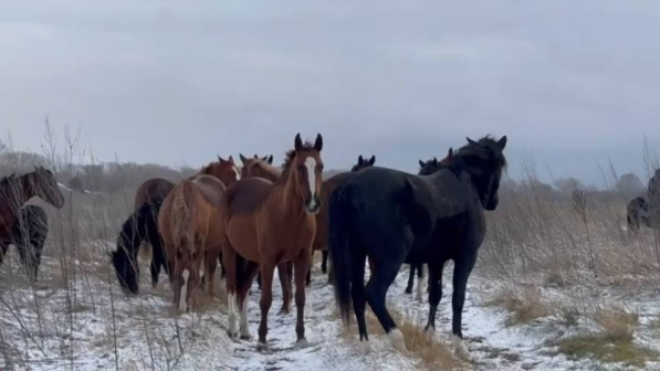 Полицейские вернули владельцу 16 пропавших лошадей в ВКО