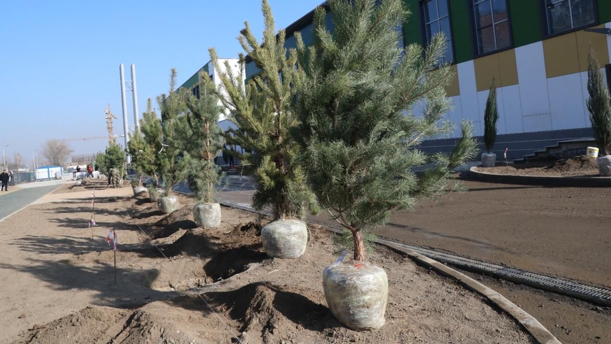 Алматы расширяет зеленый фонд: застройщик школы увеличил объём посадки деревьев в десять раз