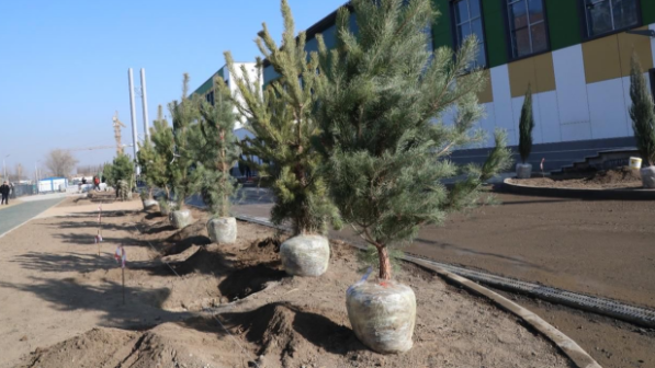 Алматы расширяет зеленый фонд: застройщик школы увеличил объём посадки деревьев в десять раз