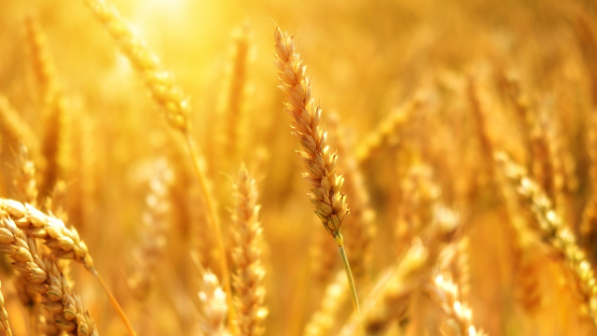 Высокое качество казахстанской пшеницы отмечено в Армении