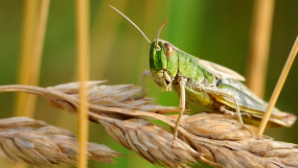 Страны Кавказа и Центральной Азии обсудили итоги борьбы с саранчой 