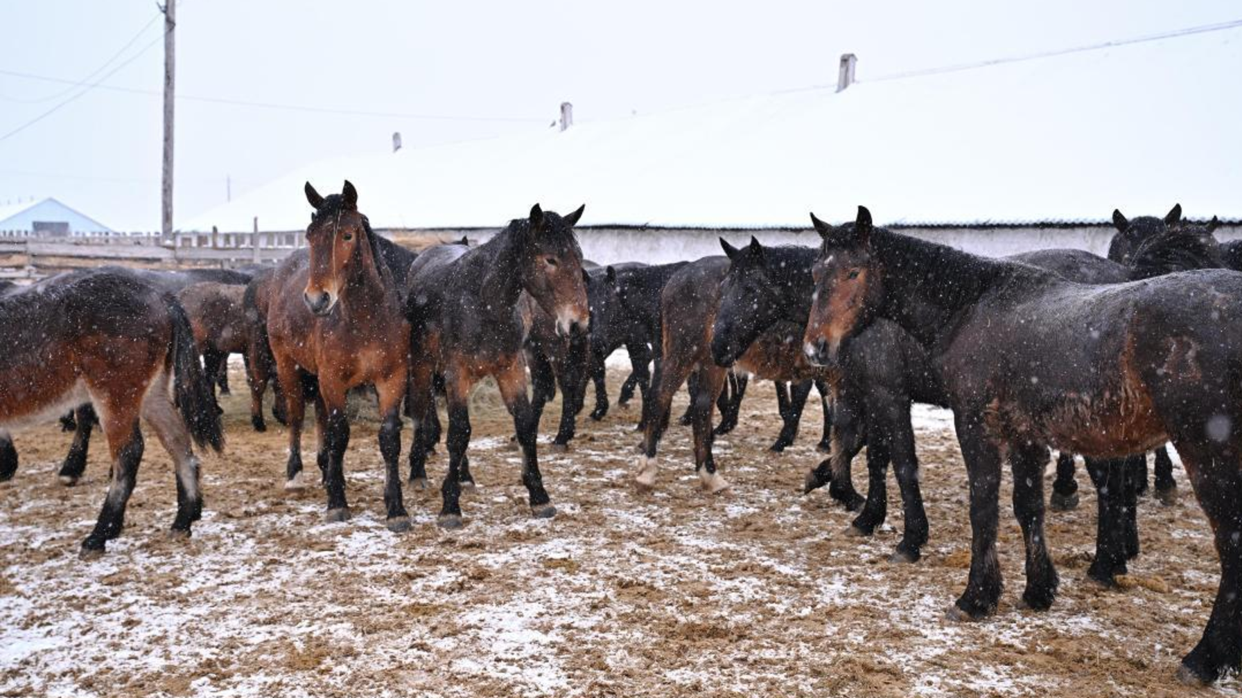 Раскрыты кражи скота на миллионы: похищенное поголовье возвращено в области Абай