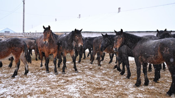 Раскрыты кражи скота на миллионы: похищенное поголовье возвращено в области Абай