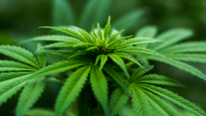 В Казахстане задержаны 14 наркопреступников, изъято свыше 55 кг синтетических наркотиков