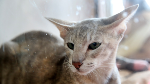 В Алматы проходит грандиозная выставка кошек: породы со всего мира и развлекательная программа для детей