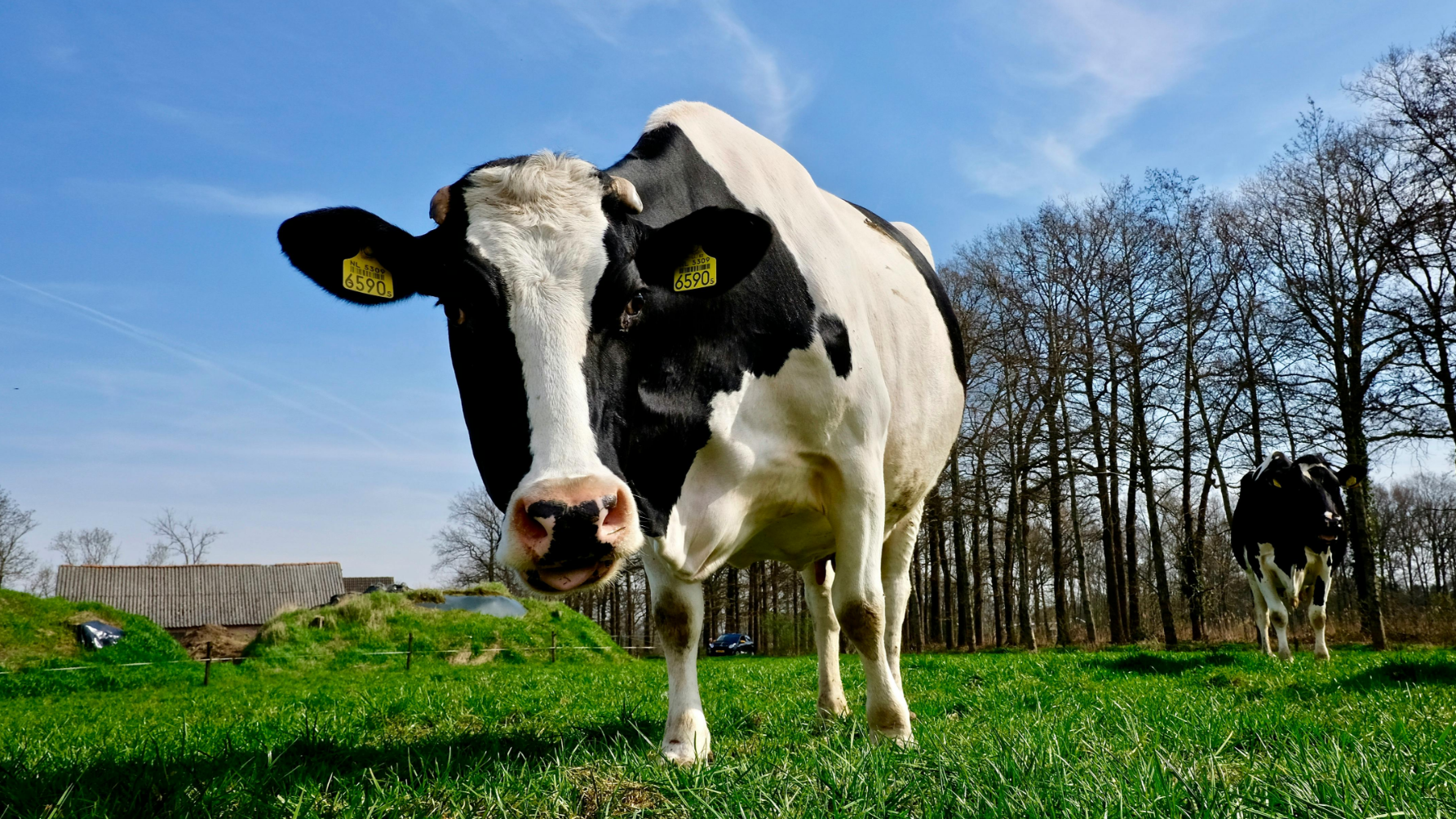 В Казахстане завершена операция по борьбе со скотокрадством: возвращено более 800 голов скота