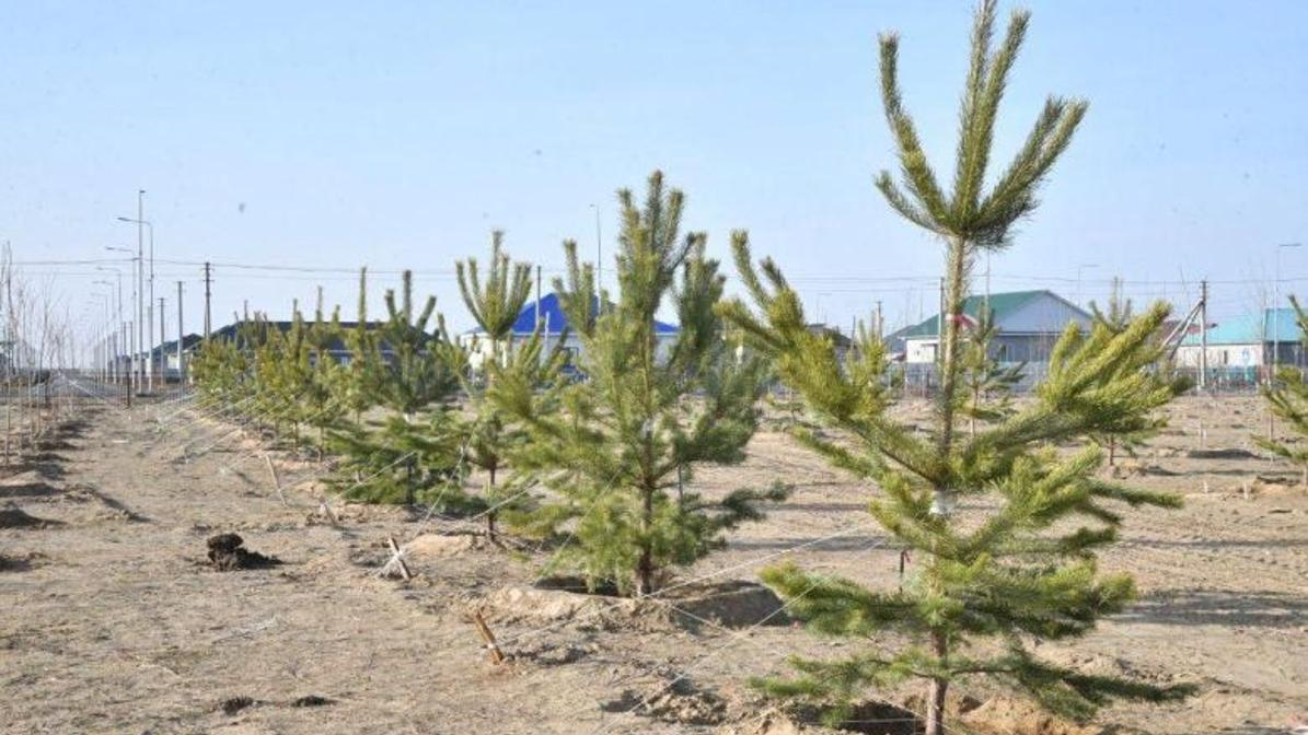 Около 4 тыс. саженцев высажено в Атырау 