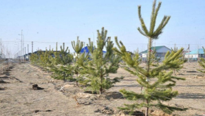 Около 4 тыс. саженцев высажено в Атырау 