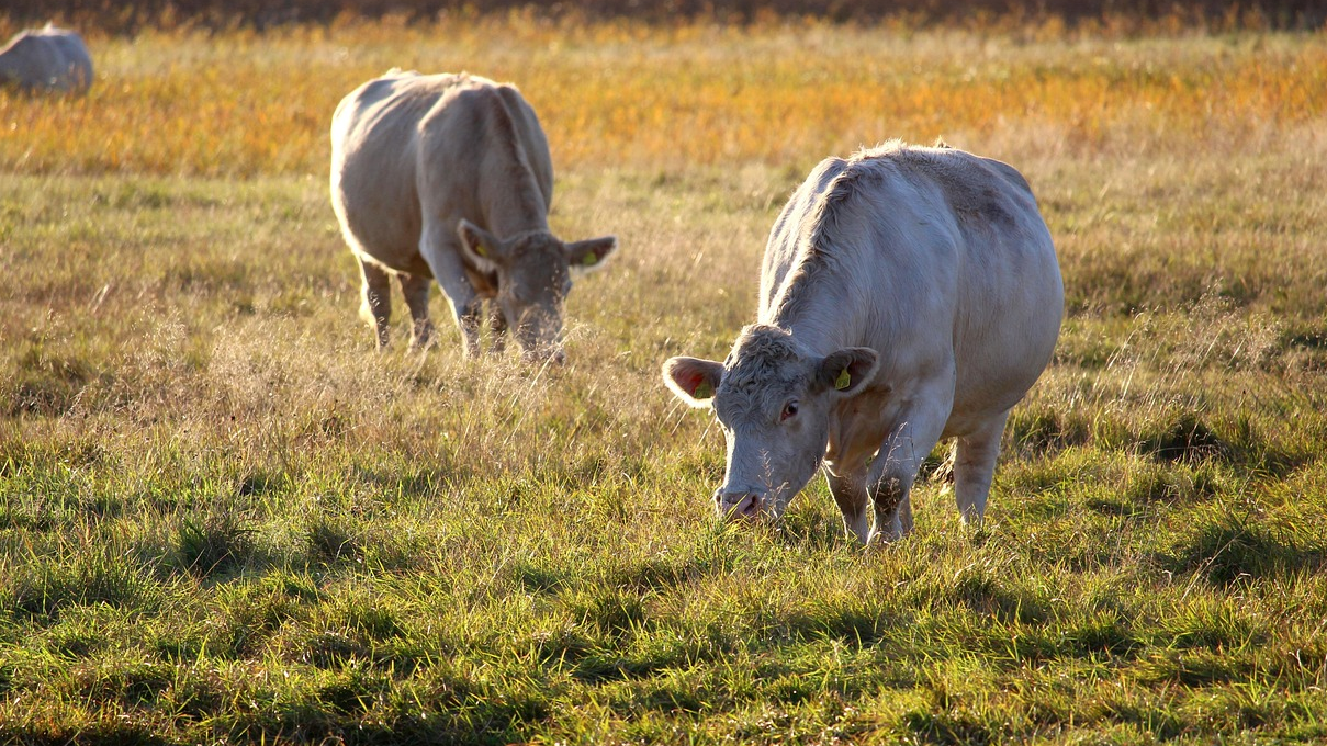 В Казахстане заготовлено почти 40 млн тонн кормов