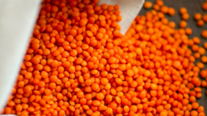 Около 230 тыс. тонн казахстанской чечевицы экспортировано в Турцию