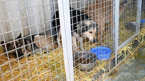 В Алматы с начала года отловлено 9 тыс. безнадзорных животных