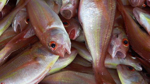 В ВКО увеличат производство товарной рыбы до 9,7 тыс. тонн