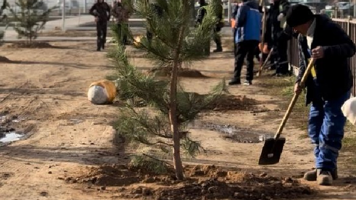 «Таза Қазақстан»: в Актобе высажено 150 сосен